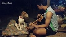 Beagle's got talent! Dog 'sings' along with owner playing the guitar