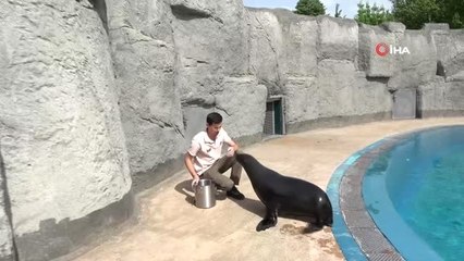 Fok ile Bakıcısının Dostluğu Ziyaretçileri Hayran Bırakıyor