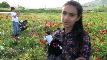 Gelincikler Gercüş'ü kırmızıya bürüdü