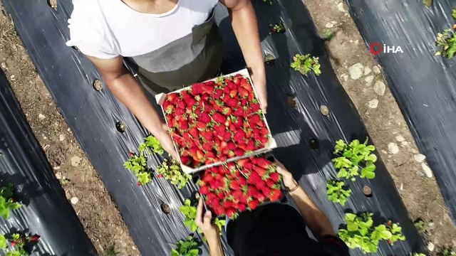 Organik çilek hasadına başlandı...3 dönümlük alan üzerinde ekilen çilek hasadı havadan görüntülendi