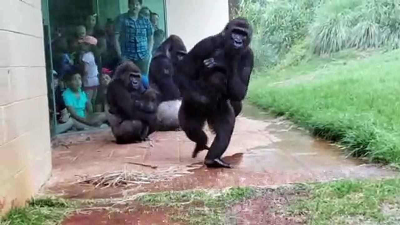 Les gorilles n'aiment pas la pluie