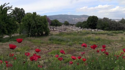 Lagina'nın sütunları ayağa kaldırılıyor - MUĞLA