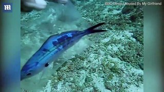 Diver rescues tiny fish trapped inside plastic bag in Thailand