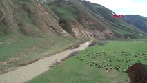 Van Bahar Geldi Koyunlar Yaylalara Çıktı