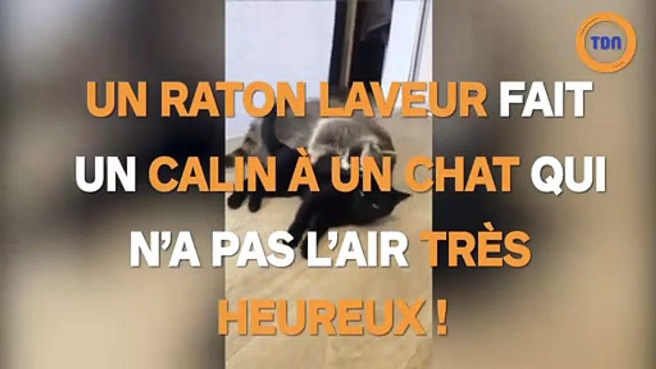 Ce raton laveur fait un câlin à un chat qui a l'air triste !