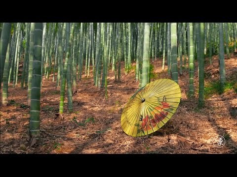 [umbrella]The Oil paper umbrella with hundreds years history |More China