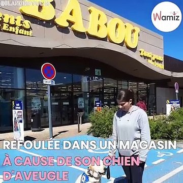 Un chien guide d’aveugle a été refoulé d’un magasin Babou