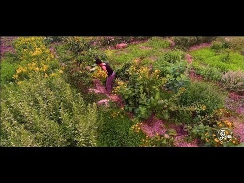 The Botanist Build a Herb Garden in Beijing to Memorize His Daughter | More China
