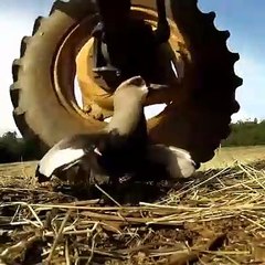 Cette maman oiseau courageuse défend son nid face à une moissonneuse