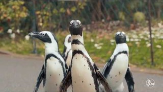How to training the penguins in most effective way | More China