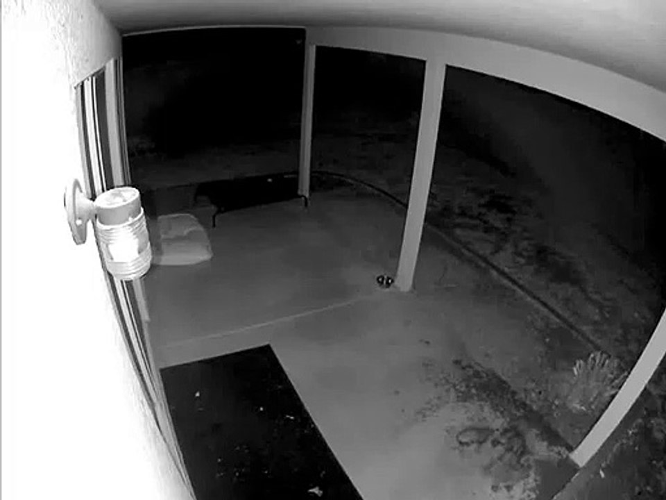 Over-excited pup slams into glass door at Arizona home