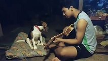 Beagle's got talent! Dog 'sings' along with owner playing the guitar