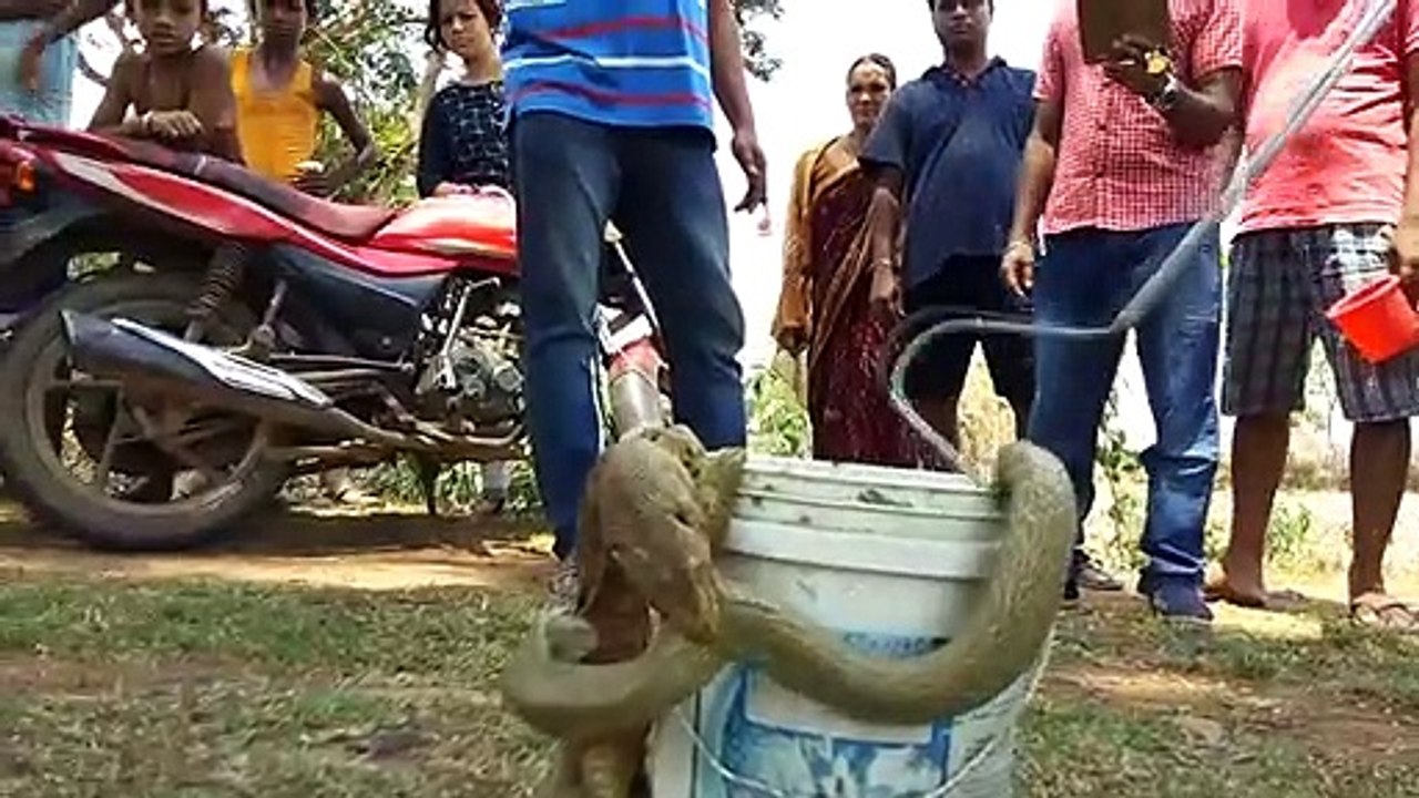 Reptile Rumble! Monitor and cobra locked in battle until pulled apart by snake rescuer