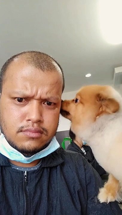 Round of appaws for Thailand's incredible pet grooming internet sensation