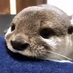 Un petit loutre qui va vous donner le sourire aux lèvres !