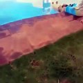 Regardez ! Ce chien se prélasse dans une piscine sur le dos !