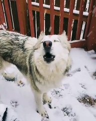 Le hurlement de ce loup est tellement doux. Ecoutez !