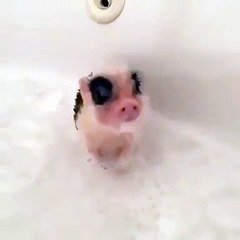 Quand un bébé cochon est dans son bain. Adorable !!