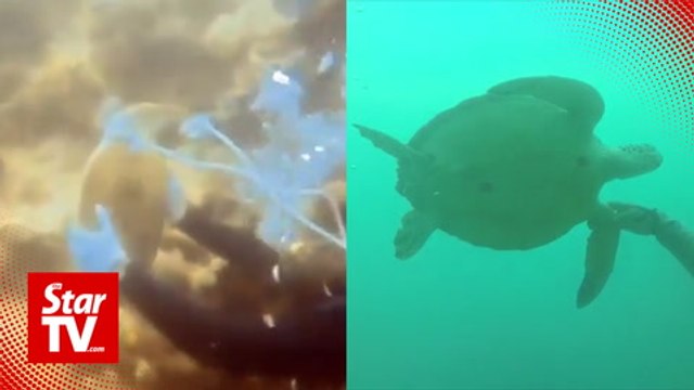 Turtle tagging: Semporna divers question methods in lifting turtles in sea