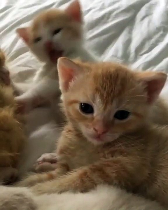 Essayez de ne pas sourire en regardant ces mignons petits chatons !