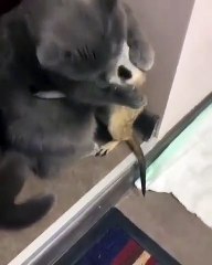 Quand un Suricate est ami avec un chat, voici ce que ça donne. Marrant !