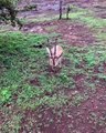 La gazelle orpheline aime commencer ses journées en sautant de joie !
