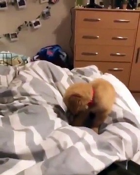 Ce chiot veut réveiller son maître à tout prix !