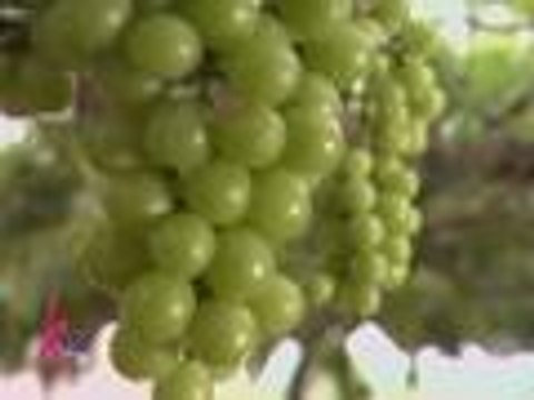 Kris at Erich namitas ng grapes