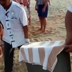 Ces bebes tortues sont magnifiques. Très rare !