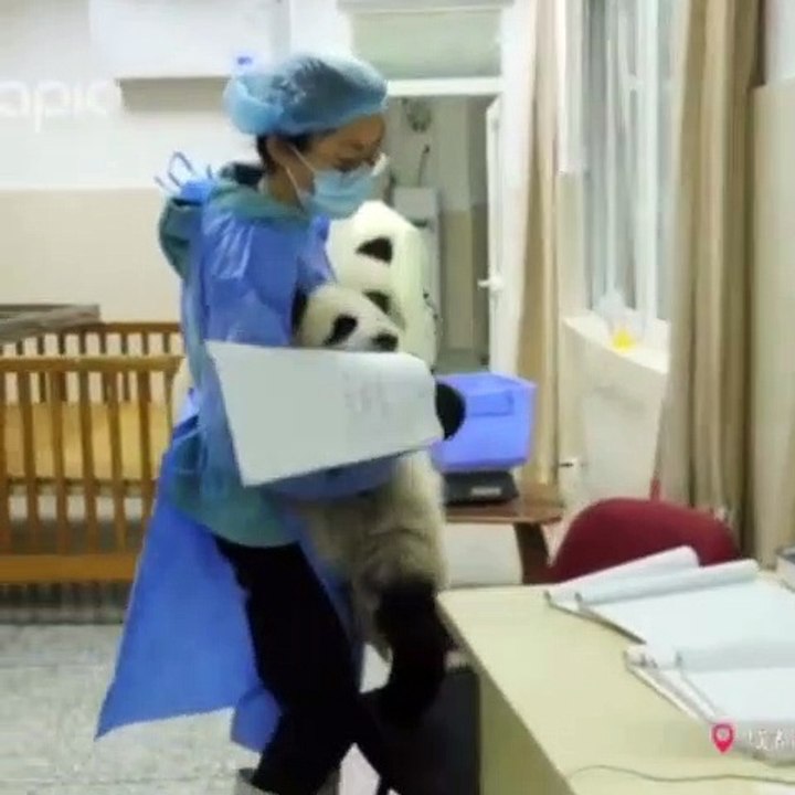 Ce bébé panda est terrible. Trop drôle !