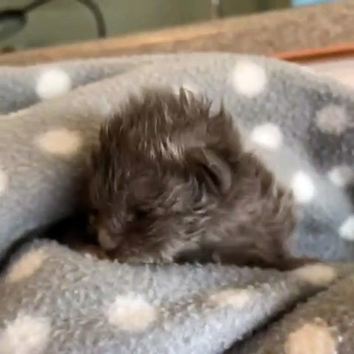 Ce chaton va vous donner des frissons. Magnifique !