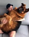 Quand ton chien est presque aussi Grand que toi, voici ce que ça donne !