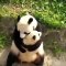 L'amour d'une maman panda pour son petit n'a pas de limites. Magnifique scène !