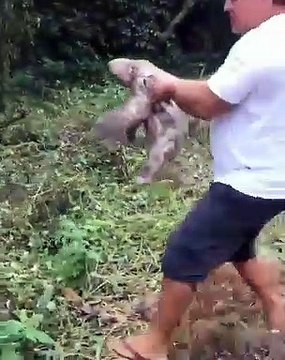 Un paresseux remercie l'homme qui l'a sauvé