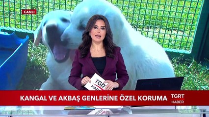 Kangal ve Akbaş Genlerine Özel Koruma