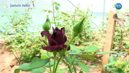 Sadece Halfeti'de Yetişen Karagül'ü Daha Çok Üretme Çabası