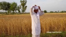 Gandum ki katai -) - Wheat Harvesting - Mubashir Saddique - Village Food Secrets