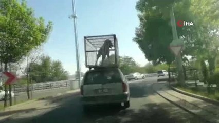 Başkent'te Köpeğin Otomobil Üzerinde Yolculuğu Görenleri Şok Etti
