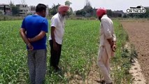 Preponing paddy sowing season will impact Punjab's already depleted groundwater