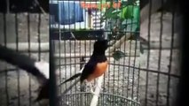 Burung Murai Batu Masteran Dengan Suara Yang Indah