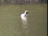 Grebe huppee