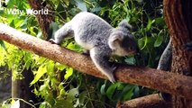 50 Cutest Baby Animals - Cute Baby Animal Videos - Funny Baby Animals Video