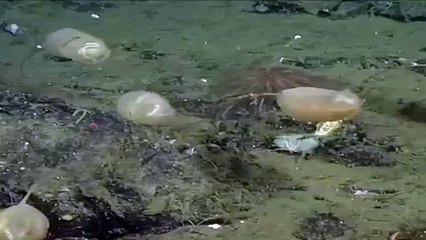 تعرف على المخلوق البحرى بخاخ البحر