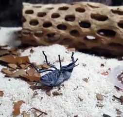 خنفساء ممثلة.. تتظاهر بالموت لتحافظ على حياتها