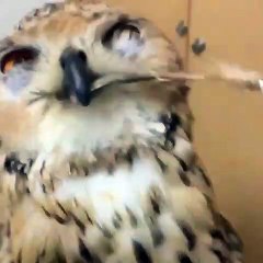 Ce hibou a un regard hypnotisant. Essayez de ne pas tomber sous son charme !