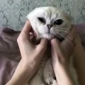 Ce mignon chat semble apprécier les caresses qu'on lui donne. Trop chou !