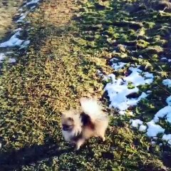 Ces Loulou de Poméranie se baladent sous le soleil. Admirez les!