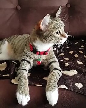 Cette chatte est étonnamment élégante. Magnifique !