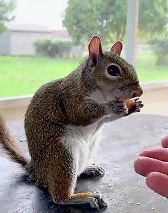Cet écureuil n'aime pas qu'on lui caresse le ventre quand il mange. Trop drôle !