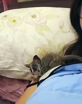 Quand un galago n'aime pas être filmé, voici ce que ça donne !